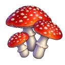 鹅膏菌