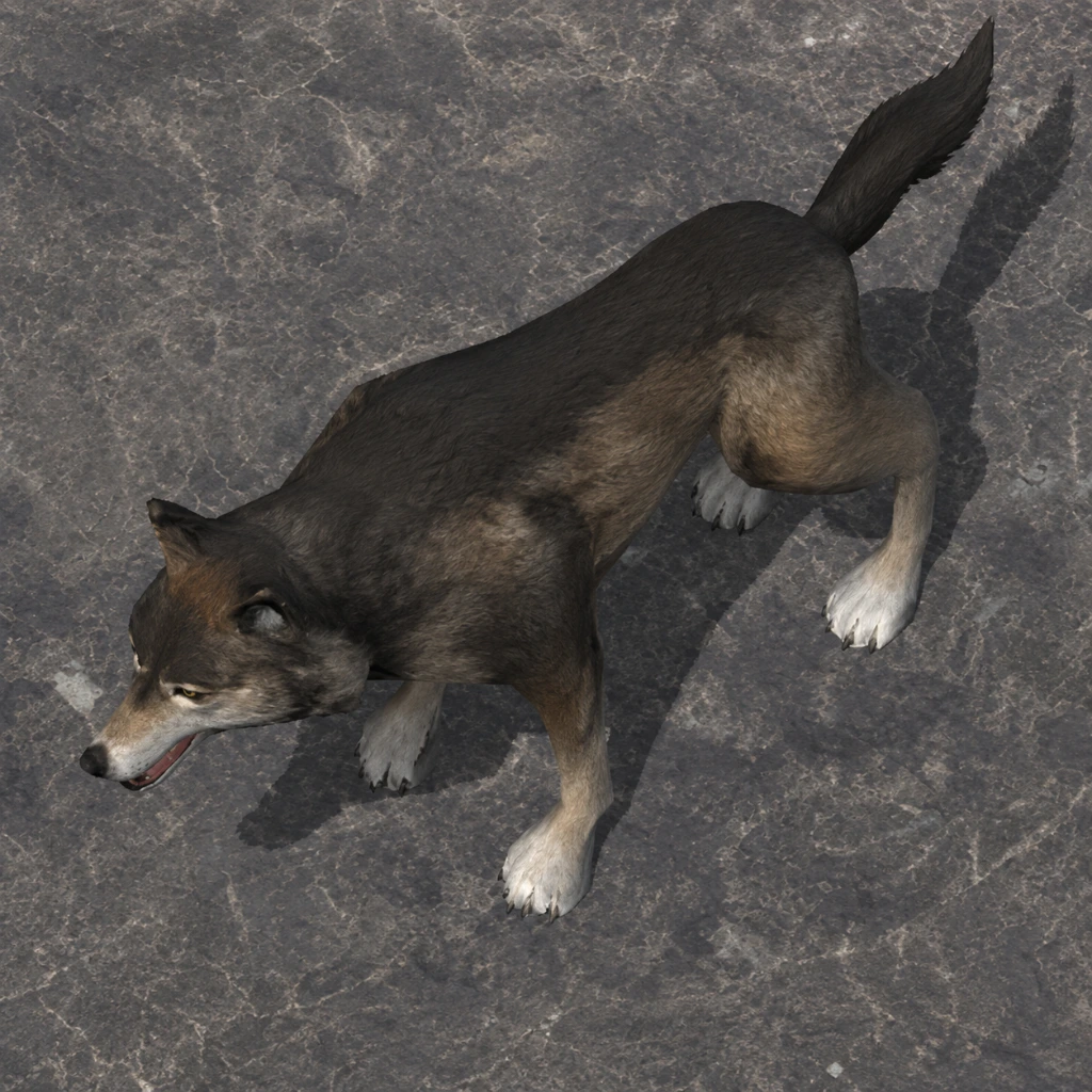 狼