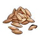 燕麦种